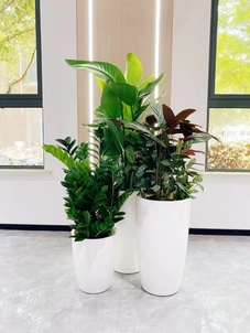 找植物租赁？鄞州这家公司超靠谱，速来了解！